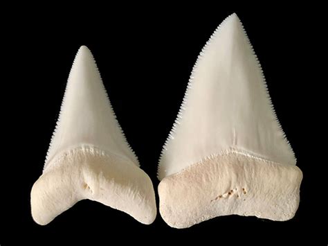 real shark tooth for sale.